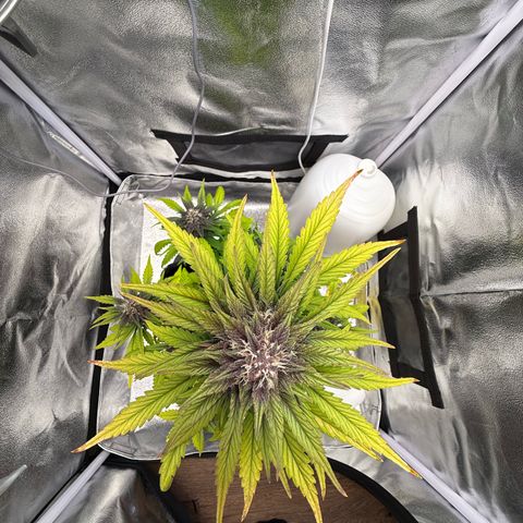 Purple Punch Auto growlog timeline photo