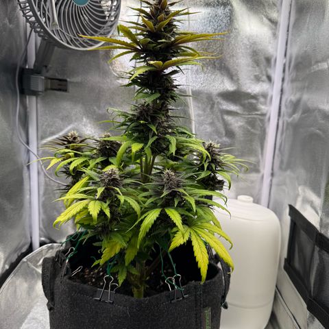 Purple Punch Auto growlog timeline photo