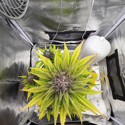 Purple Punch Auto growlog timeline photo