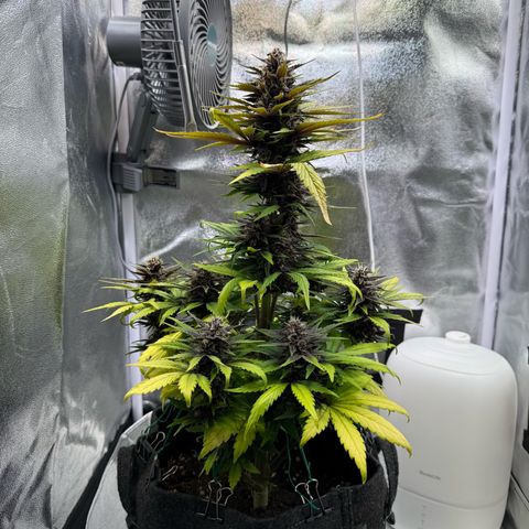 Purple Punch Auto growlog timeline photo