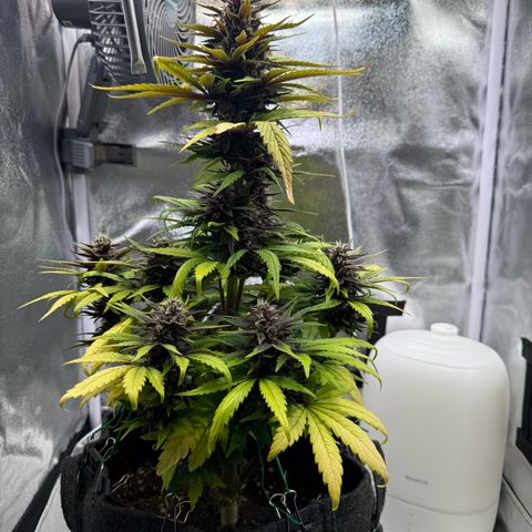 Purple Punch Auto growlog timeline photo