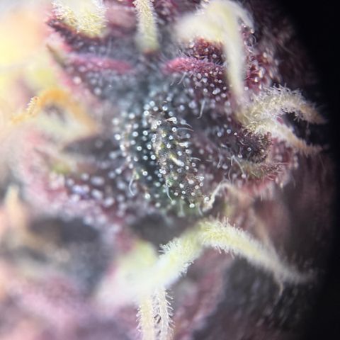 Purple Punch Auto growlog timeline photo