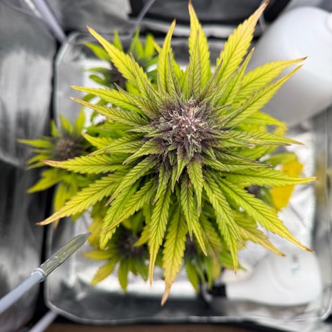 Purple Punch Auto growlog timeline photo