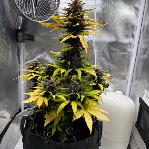 Purple Punch Auto growlog photo: Lage: dramatisch! Durchgespült mit 20l…