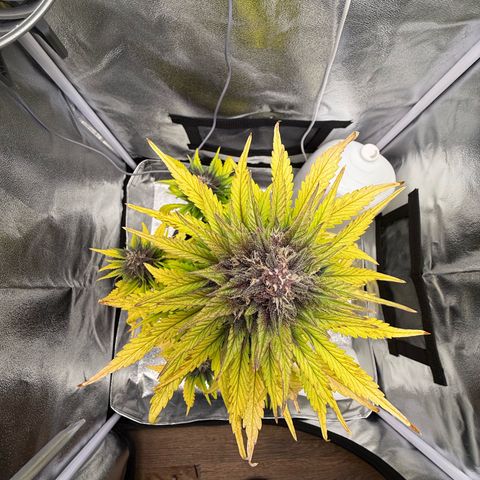 Purple Punch Auto growlog photo: Lage: dramatisch! Durchgespült mit 20l…