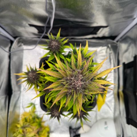 Purple Punch Auto growlog timeline photo