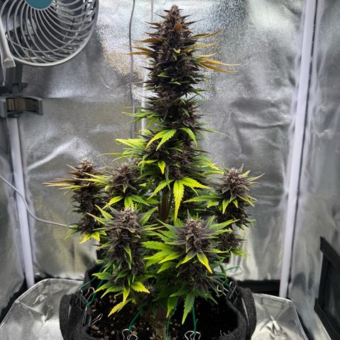 Purple Punch Auto growlog timeline photo