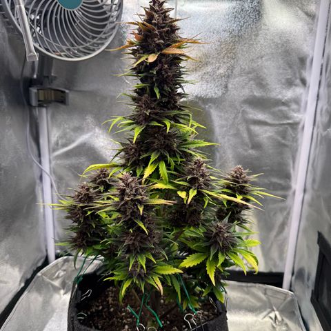 Purple Punch Auto growlog timeline photo