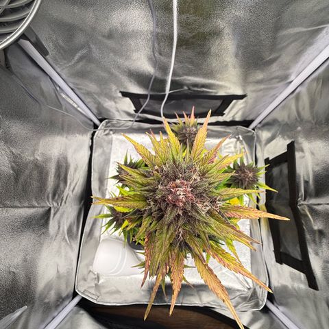 Purple Punch Auto growlog timeline photo