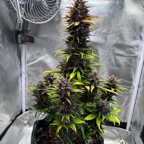 Purple Punch Auto growlog timeline photo