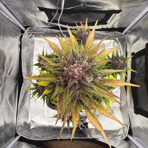 Purple Punch Auto growlog timeline photo