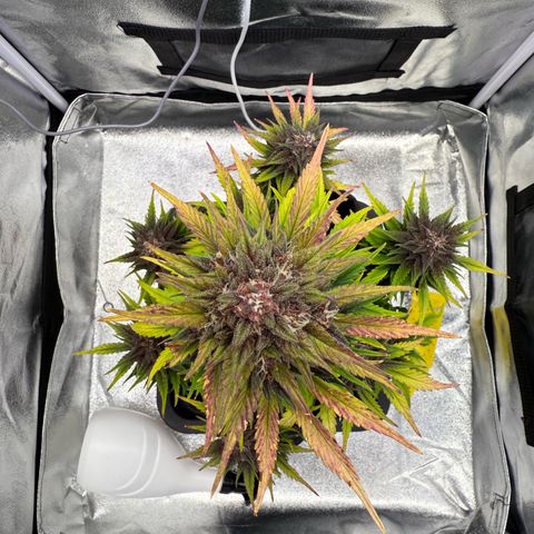 Purple Punch Auto growlog timeline photo