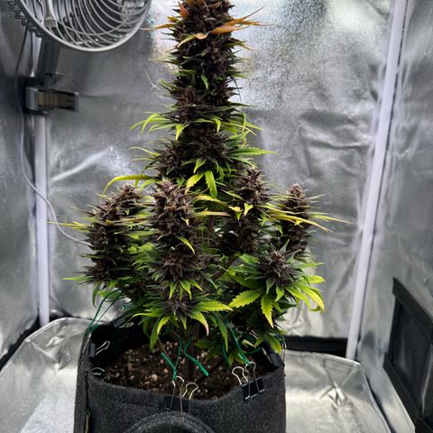 Purple Punch Auto growlog timeline photo