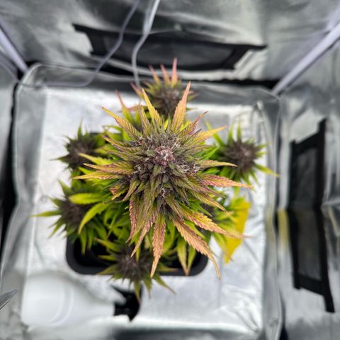 Purple Punch Auto growlog timeline photo