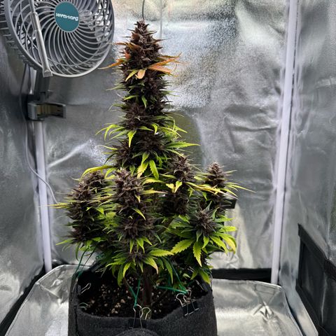 Purple Punch Auto growlog timeline photo