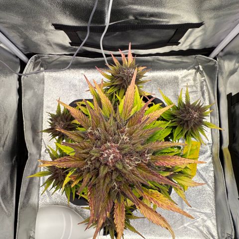 Purple Punch Auto growlog timeline photo