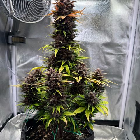 Purple Punch Auto growlog timeline photo