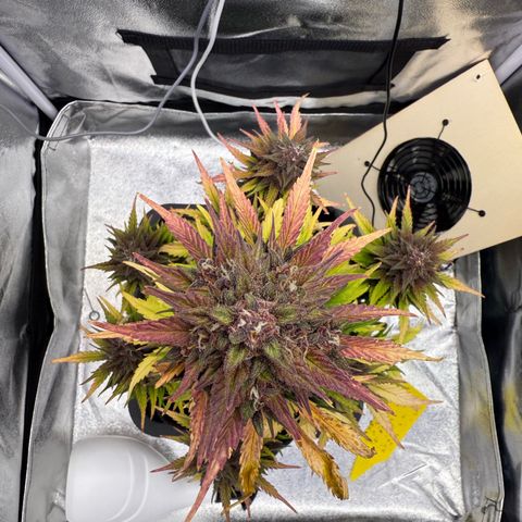 Purple Punch Auto growlog timeline photo