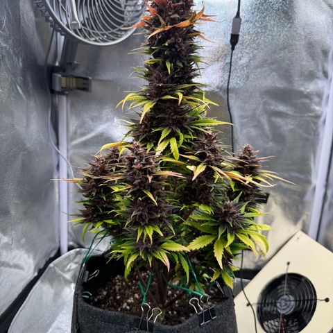 Purple Punch Auto growlog timeline photo