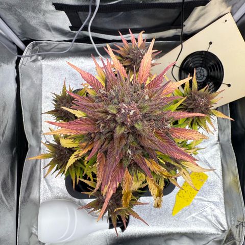 Purple Punch Auto growlog timeline photo