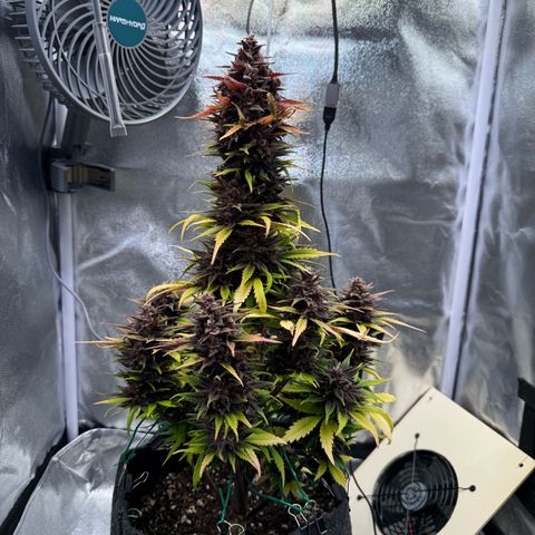Purple Punch Auto growlog timeline photo
