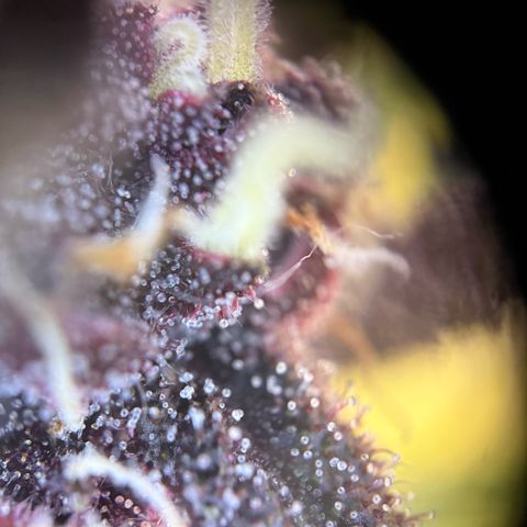 Purple Punch Auto growlog timeline photo