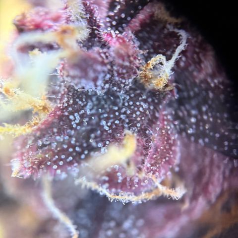 Purple Punch Auto growlog timeline photo