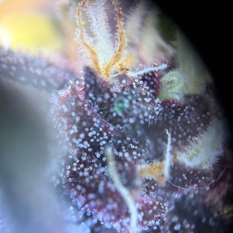 Purple Punch Auto growlog timeline photo