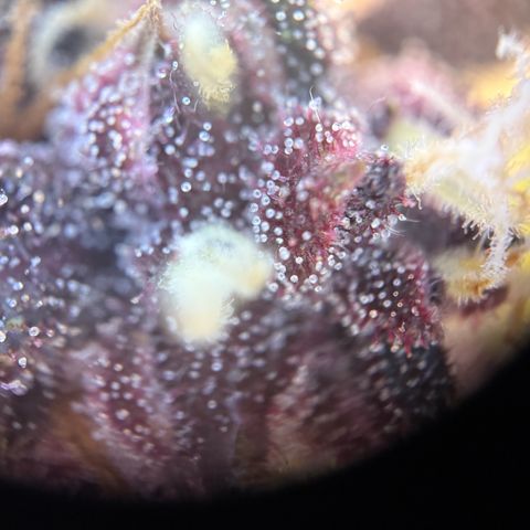 Purple Punch Auto growlog timeline photo