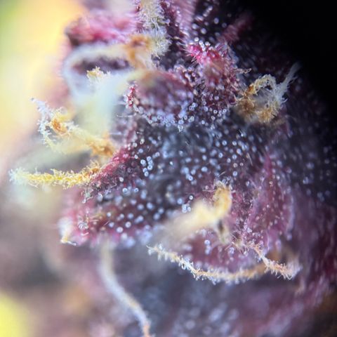 Purple Punch Auto growlog timeline photo