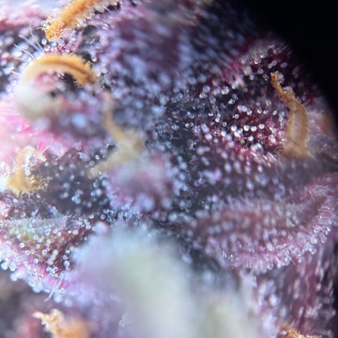 Purple Punch Auto growlog timeline photo