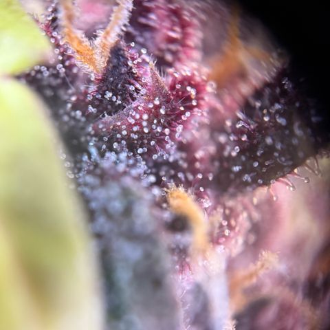 Purple Punch Auto growlog timeline photo