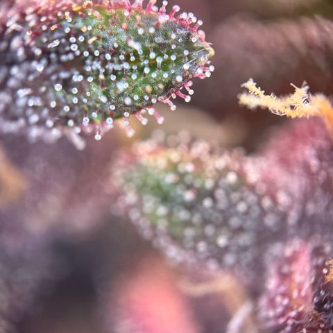 Purple Punch Auto growlog timeline photo