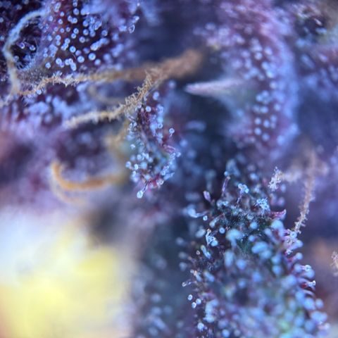 Purple Punch Auto growlog timeline photo