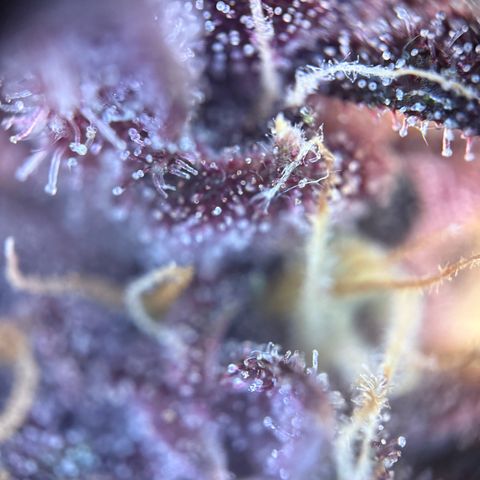 Purple Punch Auto growlog timeline photo