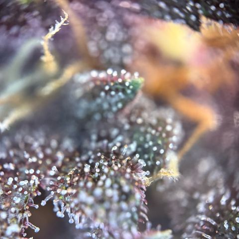 Purple Punch Auto growlog timeline photo