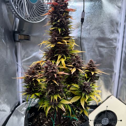 Purple Punch Auto growlog timeline photo