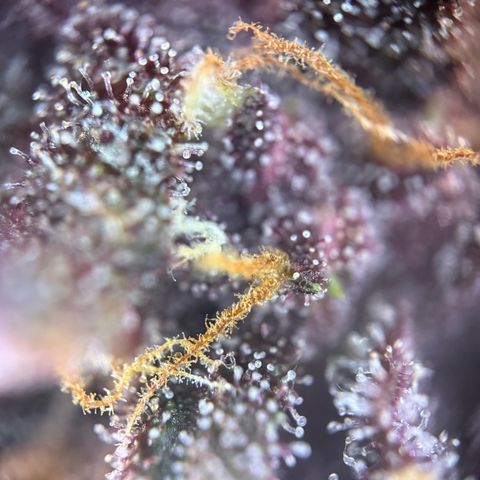 Purple Punch Auto growlog timeline photo