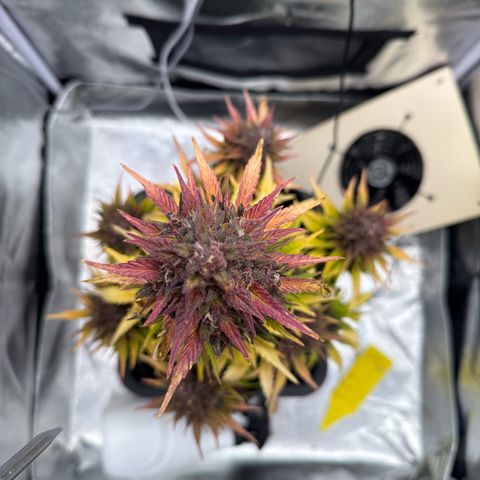 Purple Punch Auto growlog timeline photo