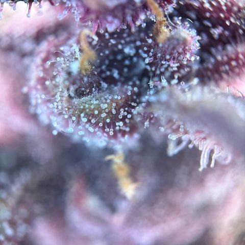 Purple Punch Auto growlog timeline photo