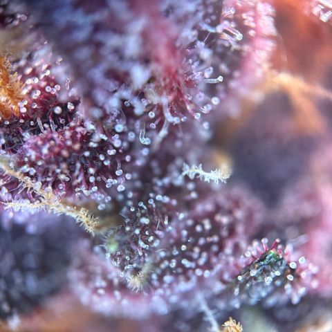 Purple Punch Auto growlog timeline photo