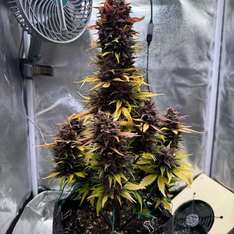 Purple Punch Auto growlog timeline photo