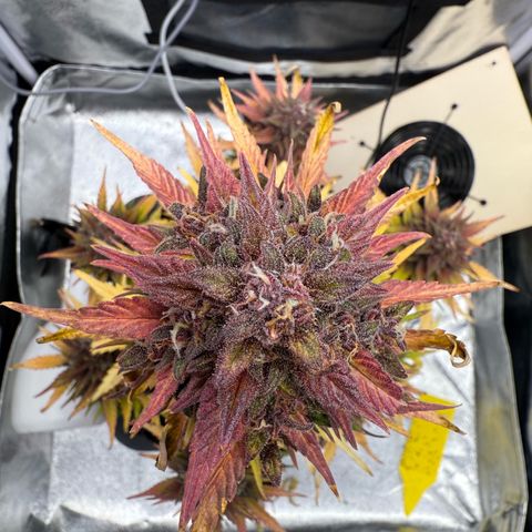 Purple Punch Auto growlog timeline photo