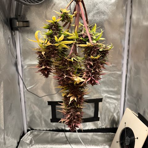 Purple Punch Auto growlog timeline photo