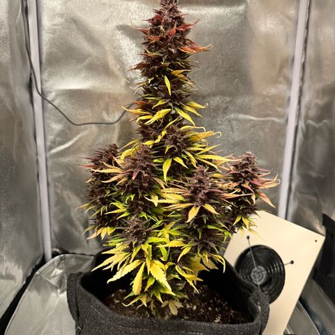 Purple Punch Auto growlog timeline photo