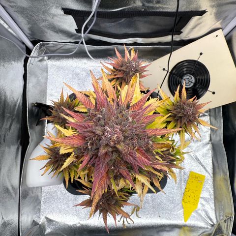 Purple Punch Auto growlog timeline photo