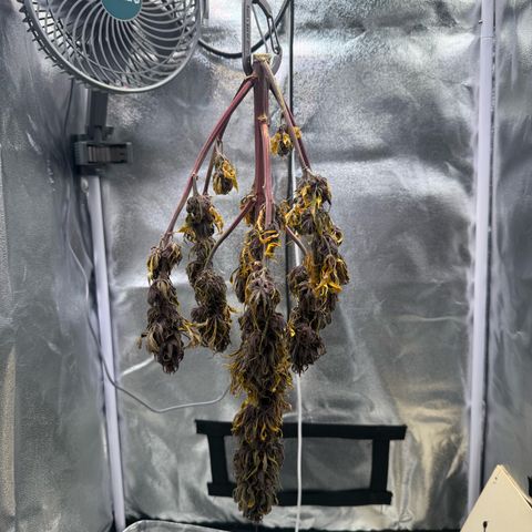 Purple Punch Auto growlog timeline photo