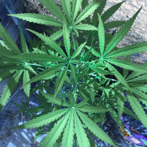 Genética desconhecida growlog timeline photo