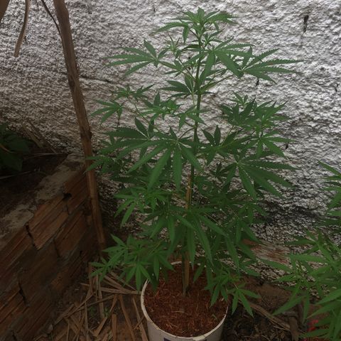 Genética desconhecida growlog timeline photo