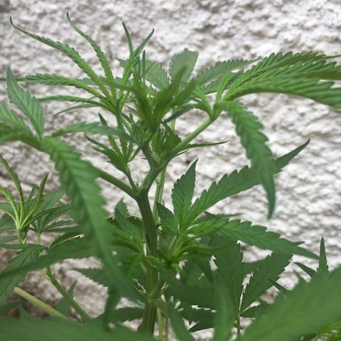 Genética desconhecida growlog timeline photo